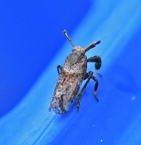 Réf. 340 069 : Asiraca clavicornis